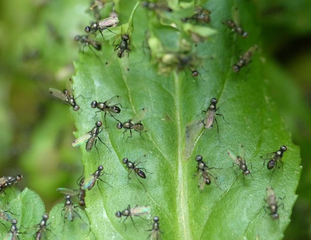 Aiuto identificazione maschio formicide ? No. Ditteri Sepsidae